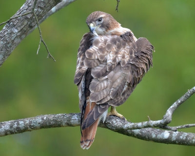 Red-tailed Hawk, Preening
