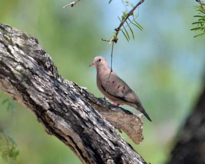 Common Ground-Dove, Male