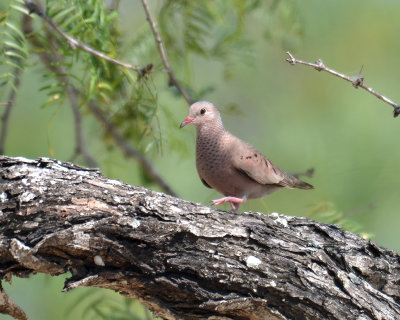 Common Ground-Dove, Male