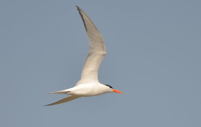 Royal Tern, Alternate Plumage