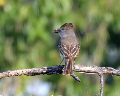 Brown-crested Flycatcher