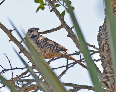 Cactus Wren