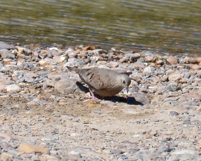 Common Ground-Dove, Female