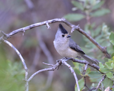 Black-crested Titmouse