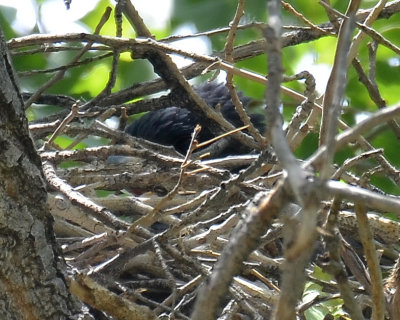 Common Black-Hawk in Nest