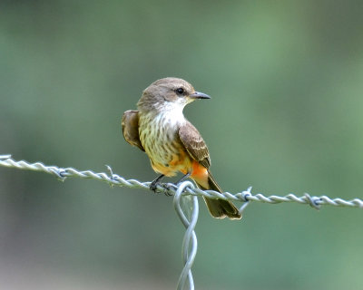 Vermilion Flycatcher, Female