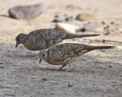 Inca Doves