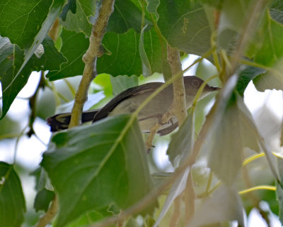 Black-tailed Gnatcatcher, Male