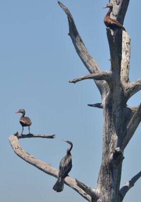 Anhinga and Black-bellied Whistling Ducks