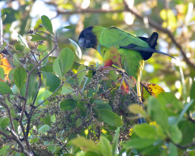 Nanday Parakeet