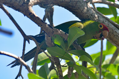 Red-masked Parakeet