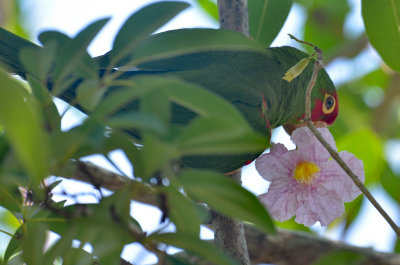 Red-masked Parakeet