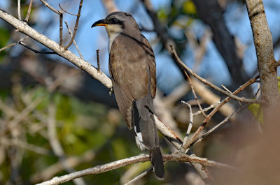 Mangrove Cuckoo, Immature