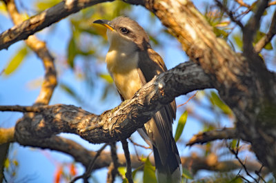 Mangrove Cuckoo, Immature