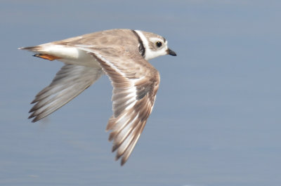 Piping Plover, Alternate Plumage