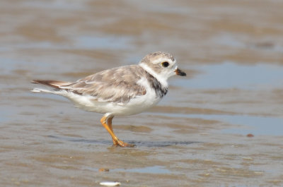 Piping Plover, Alternate Plumage