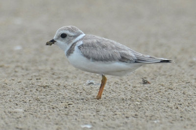 Piping Plover, Basic Plumage