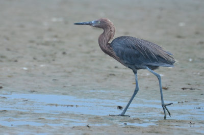 Reddish Egret Dark Morph