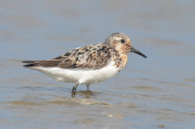 Sanderling, Alternate Plumage