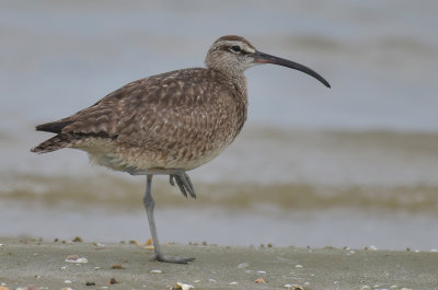 Whimbrel