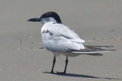 Gull-billed Tern, Alternate Plumage