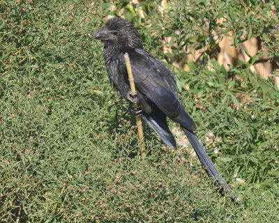 Smooth-billed Ani