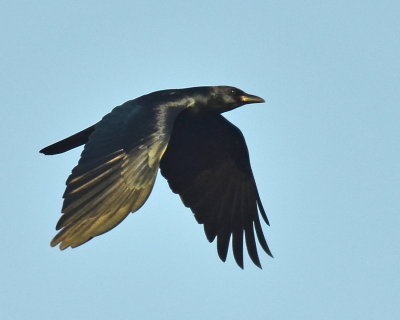 Tamaulipas Crow