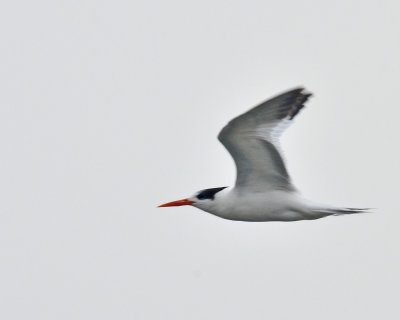 Elegant Tern, Basic Pluage