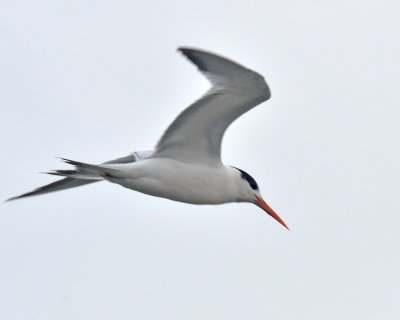 Elegant Tern, Basic Plumage
