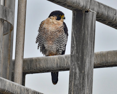 Peregrine Falcon