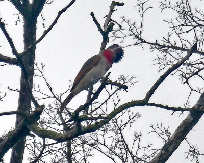 Rose-throated Becard, Male