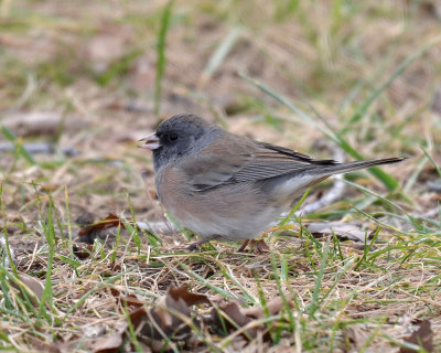 Oregon Dark-eyed Junco, Female