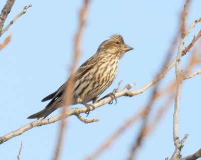 Cassin's Finch, Female