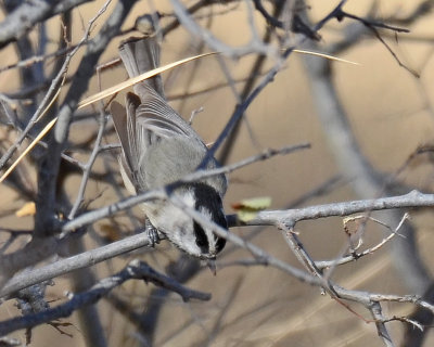 Mountain Chickadee