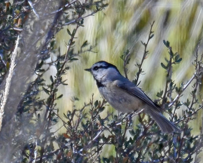 Mountain Chickadee
