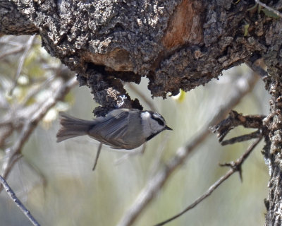 Mountain Chickadee