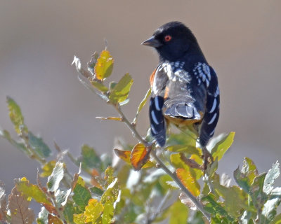 Spotted Towhee, Male