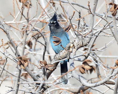 Steller's Jay