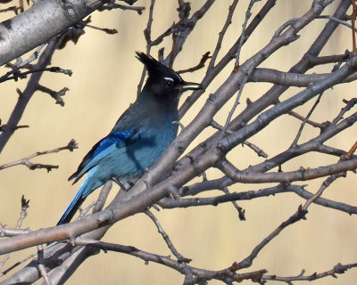 Steller's Jay