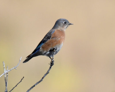 Western Bluebird, Female