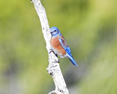 Western Bluebird, Male