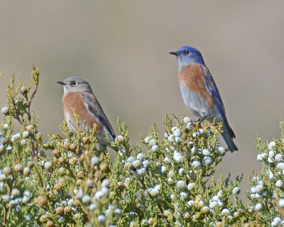 Western Bluebird