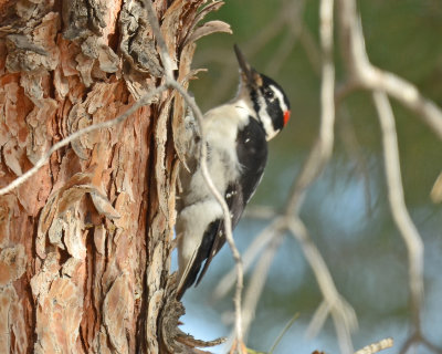 Interior West Hairy Woodpecker, Male
