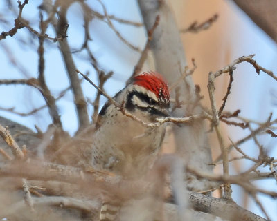 Ladder-backed Woodpecker, Male