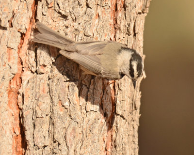 Mountain Chickadee