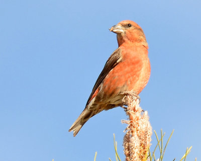 Red Crossbill, Male