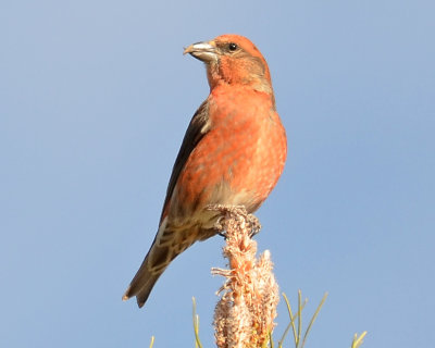 Red Crossbill, Male 