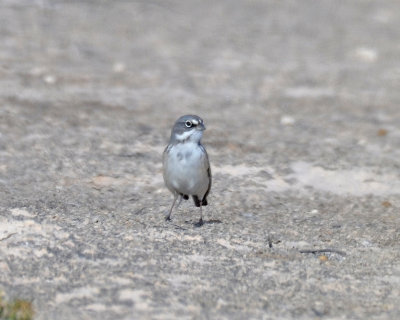 Sagebrush Sparrow