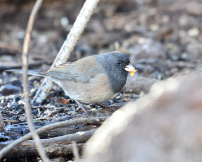 Oregon Dark-eyed Junco, Male