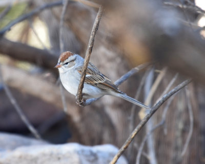 Chipping Sparrow, Basic Plumage